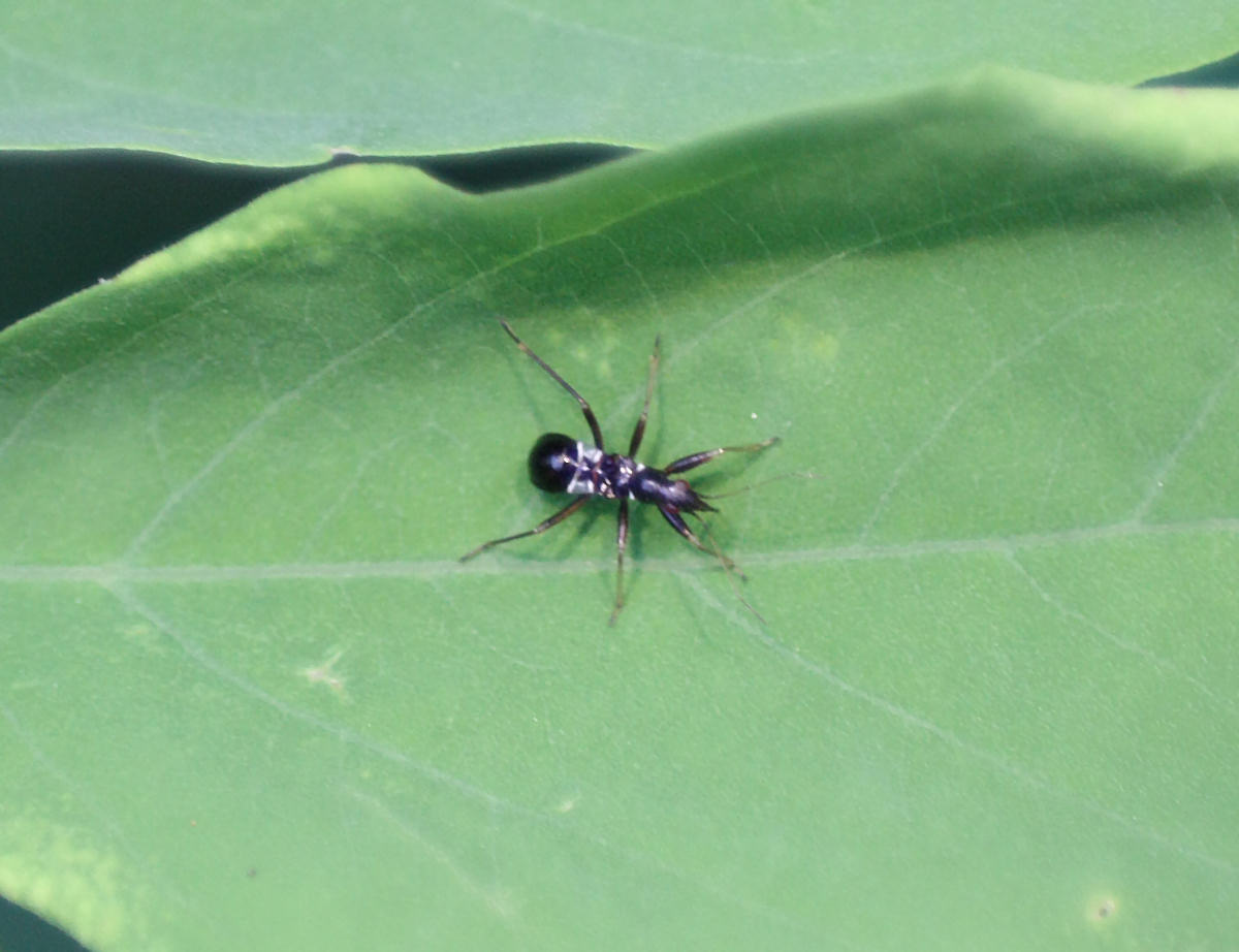 Nabidae: Himacerus mirmicoides della Lombardia (MI)